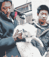 白色狐狸多少钱