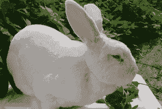 养兔子要多少钱