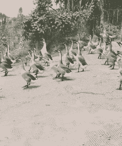 河南鹅多少钱一斤