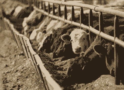 50头牛要投资多少钱