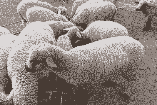 萨福克多少钱一只