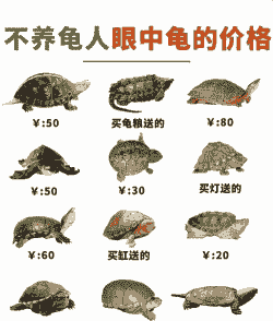 金钱龟是多少钱一斤
