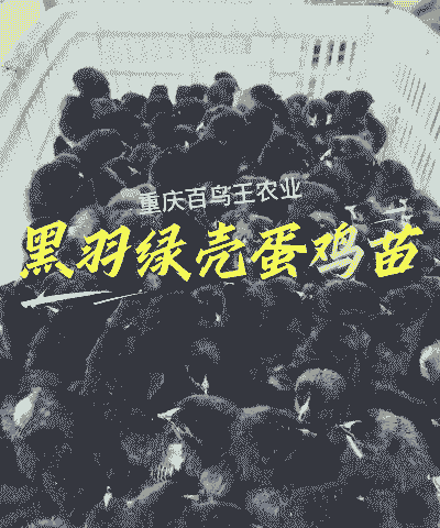 蛋鸡苗多少钱一个