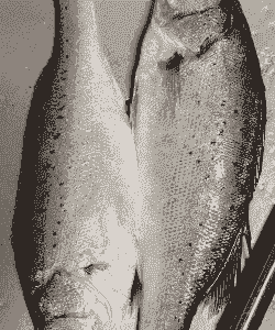 北京鲈鱼多少钱一斤