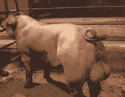 野猪的种猪多少钱一头