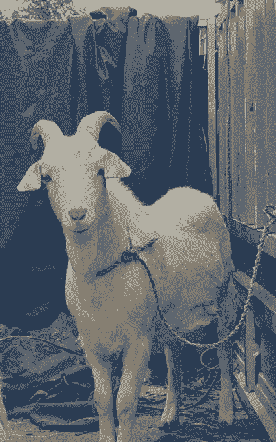 山东白山羊多少钱一只