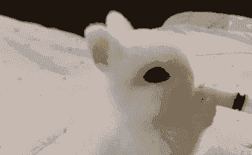 养兔子一个月多少钱