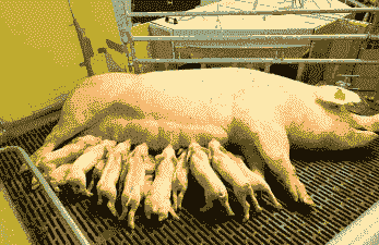 母猪产后三天内泌乳规律