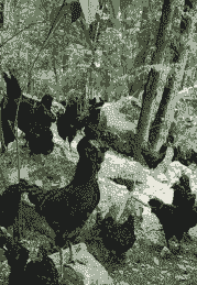 旧院黑鸡苗多少钱一只