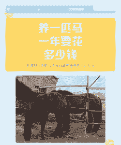 养一匹马一年要多少钱