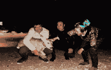 养狍子投资多少