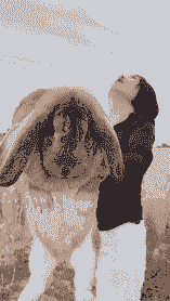 垂耳兔成年多少斤