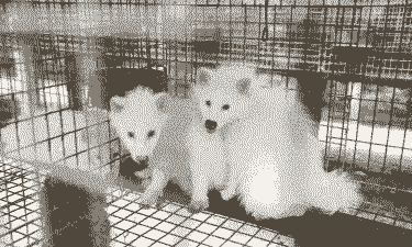 养殖场狐狸多少钱