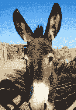 养肉驴20头投资多少