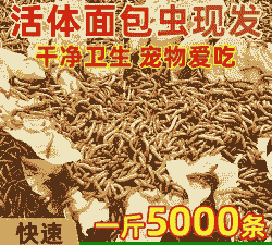 黄粉虫一斤有多少条