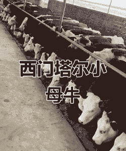 西门塔尔小牛犊多少钱