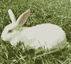 家养兔子多少钱一只