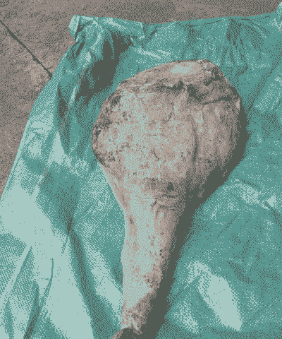 猪火腿多少钱一斤