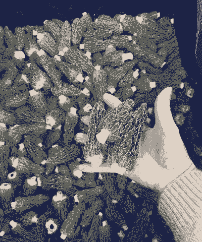 羊肚菌创业花多少钱