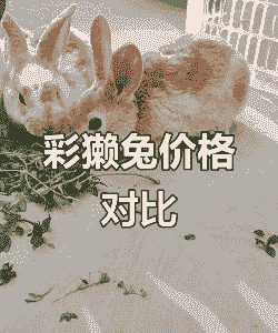 小獭兔多少钱一只