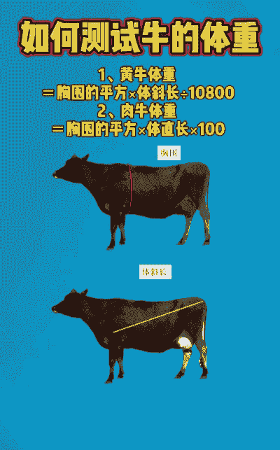 肉牛一天能长多少斤