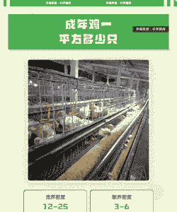 一平方能饲养多少只鸡