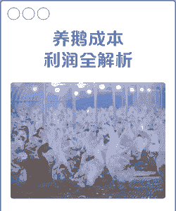 养100只鹅能赚多少钱