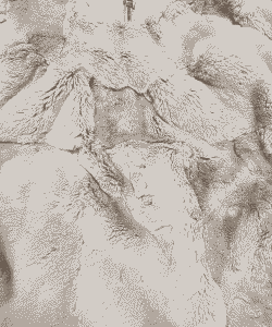 獭兔毛皮多少钱一张