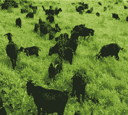 湖南黑山羊多少钱一斤