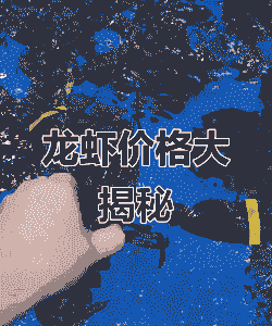 宁波大龙虾多少钱一斤