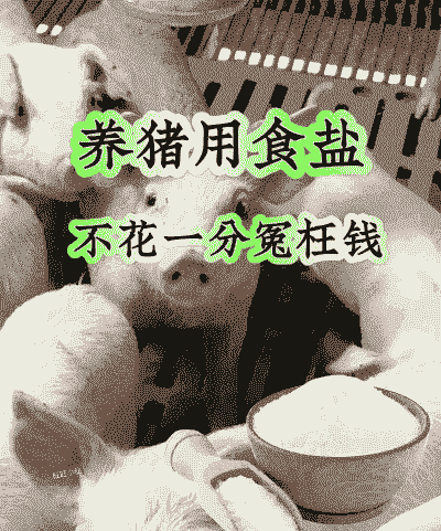 猪喂盐多少