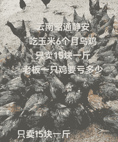 乌鸡养殖场投资多少钱