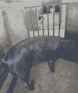 苏太母猪一只多少钱