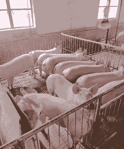 一头二元母猪多少钱