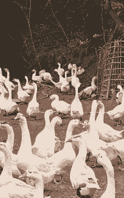 四川白鹅多少钱一斤