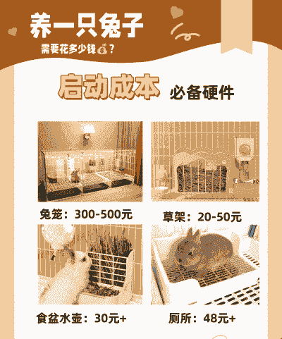 养只兔子要多少钱一只