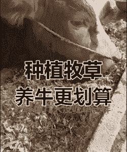 一亩地的草能养多少牛