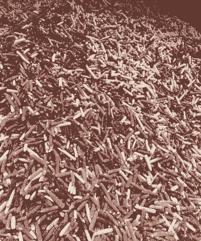 山东玉米芯多少钱一吨