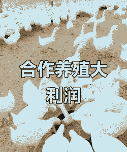 养两千只鹅能赚多少钱