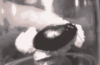 野生地鳖虫多少钱一斤