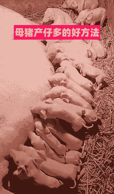 母猪多少天才生仔