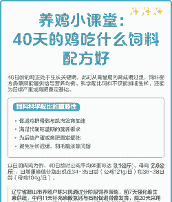 养鸡吃多少饲料