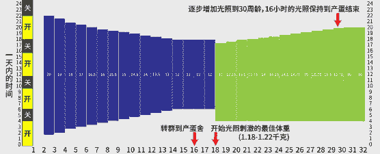 鸡需要多少光照
