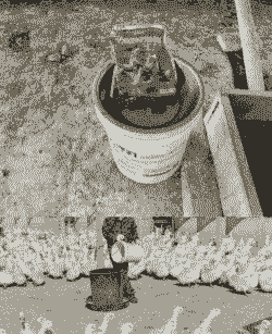 养鸭密度多少合适