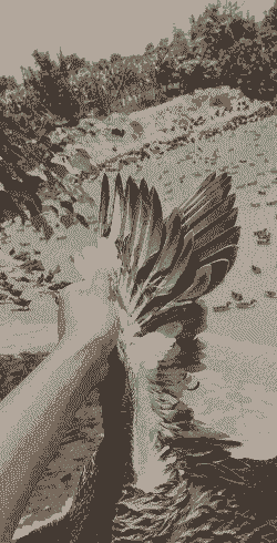 水禽多少天出栏