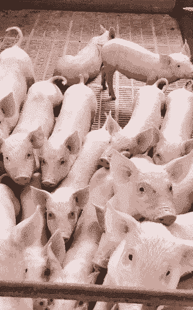 小猪断奶吃多少