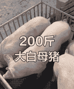 母猪多少斤正常