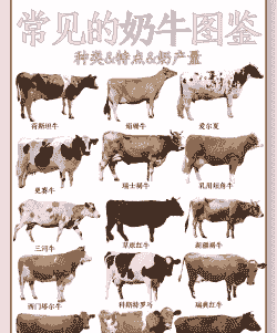 奶牛有多少种