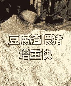 豆渣喂猪吃多少