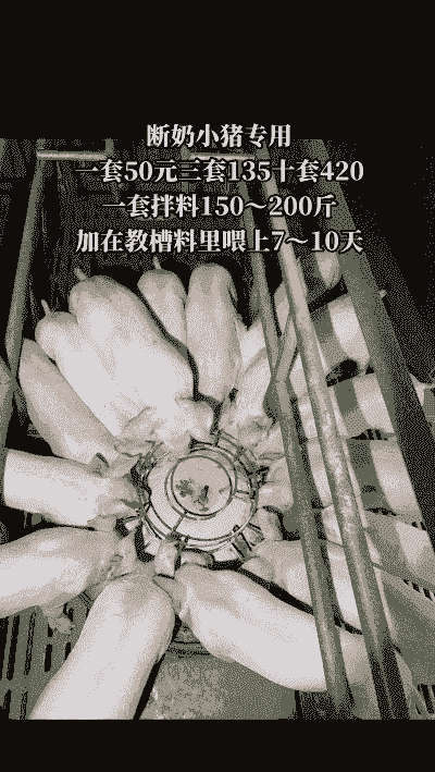 仔猪断奶最少多少天